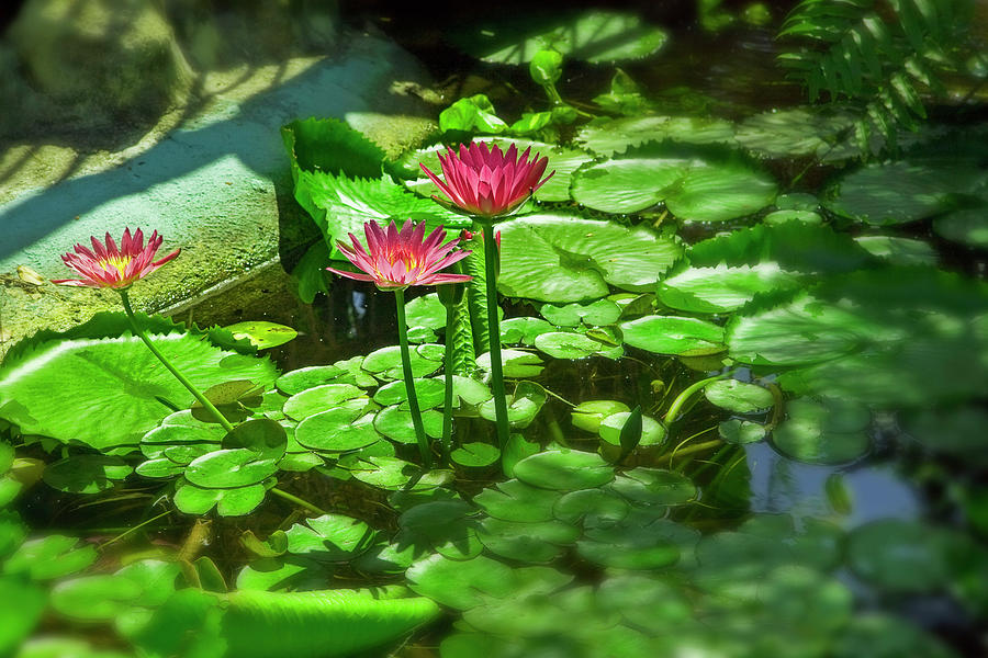 Pink Water Lilies In Pond Digital Art by Laura Zeid