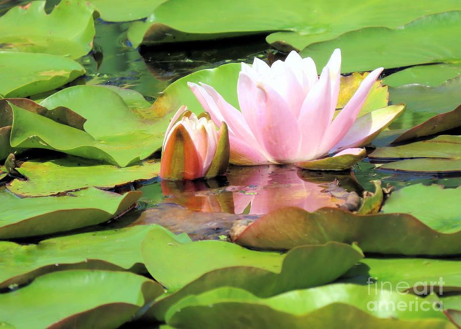 Pink water lilies Photograph by Janice Drew