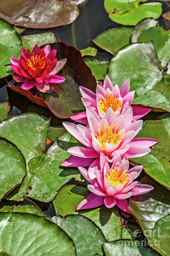Pink Water Lilies Photograph by Sue Smith