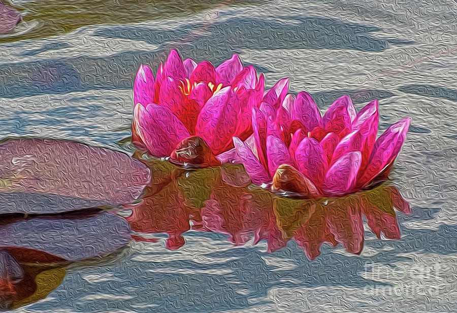 Pink Water Lillies Photograph by Chris Thaxter