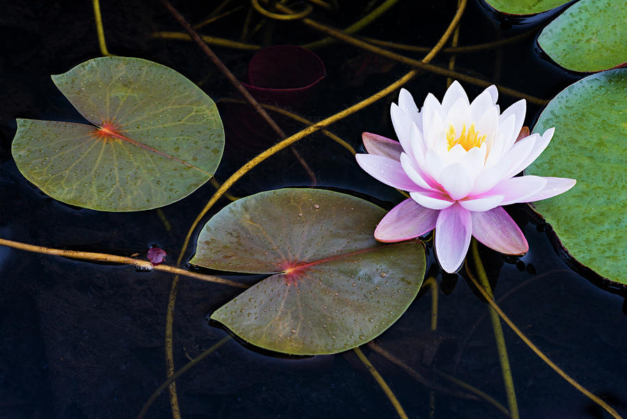 Flower Photograph - Pink Water Lily-2 by Michael Blanchette Photography