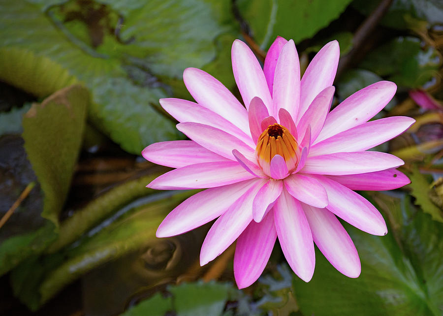 Pink Water Lily Photograph by Margaret Zabor