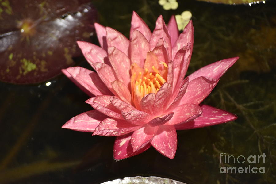 Pink Water Lily Photograph by Nona Kumah