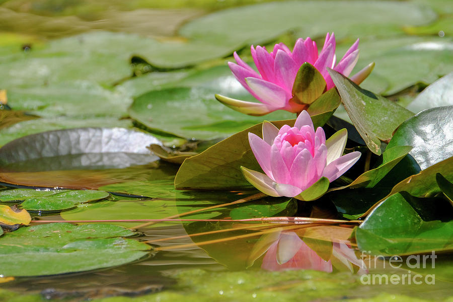 Flower Photograph - Pink waterlilies in a pond h3 by Ofer Zilberstein