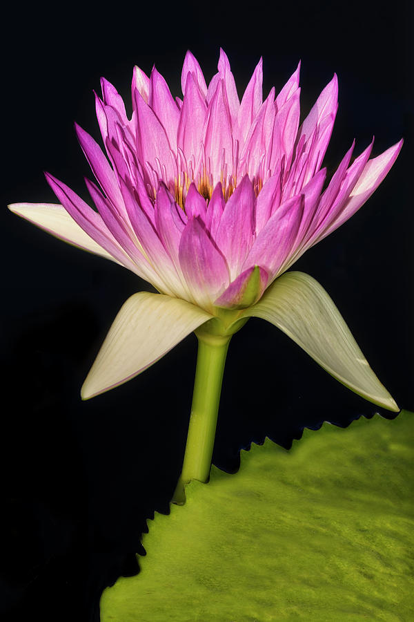 Pink Waterlily Photograph by Susan Candelario