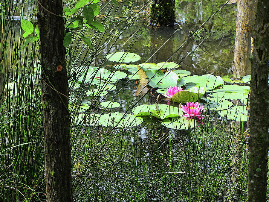 Pink Waterlily Swamp Landscape Photograph by Kathy Clark