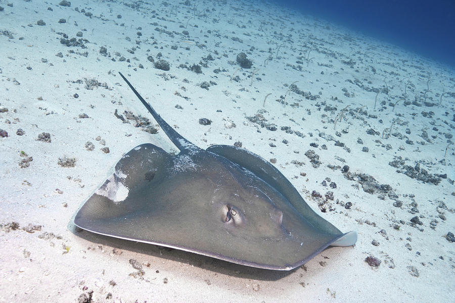 Pink Whip Ray, Zanzibar Digital Art by Zac Macaulay - Fine Art America