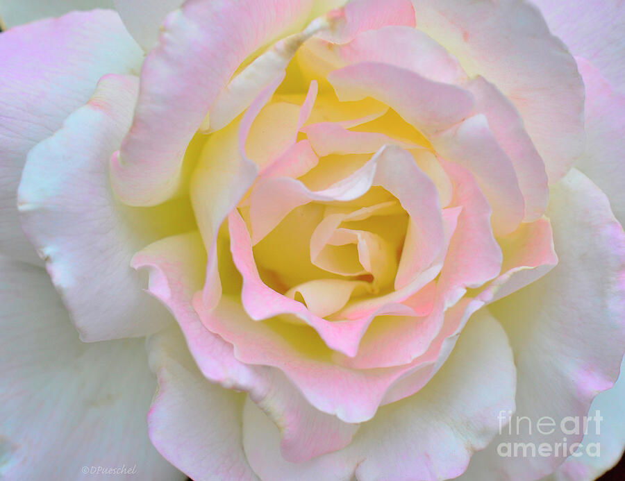 Pink White Yellow Delight Photograph by Debby Pueschel