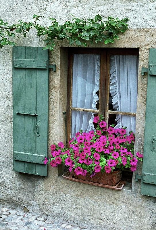 Pink Window Box Photograph by Susie Rieple
