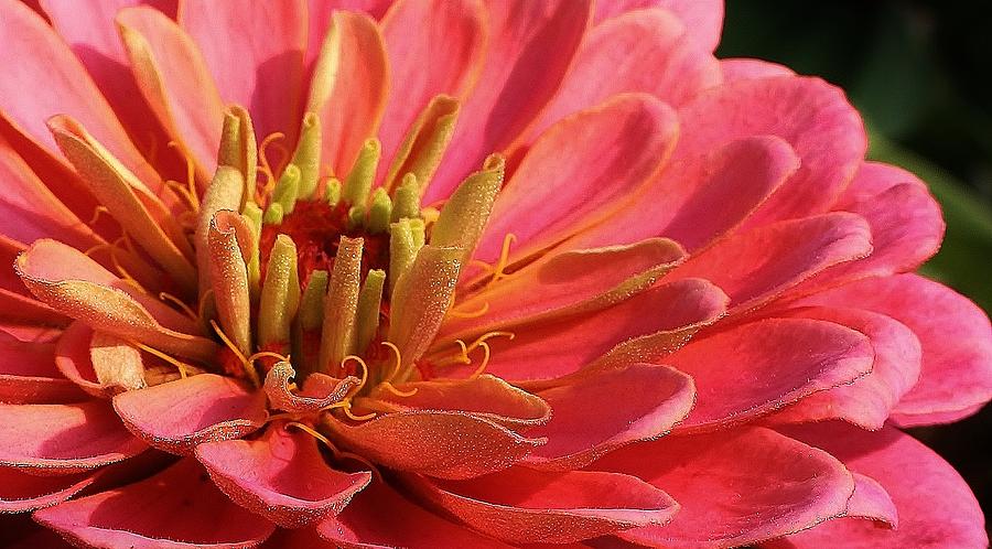 Pink Wonder Photograph by Bruce Bley