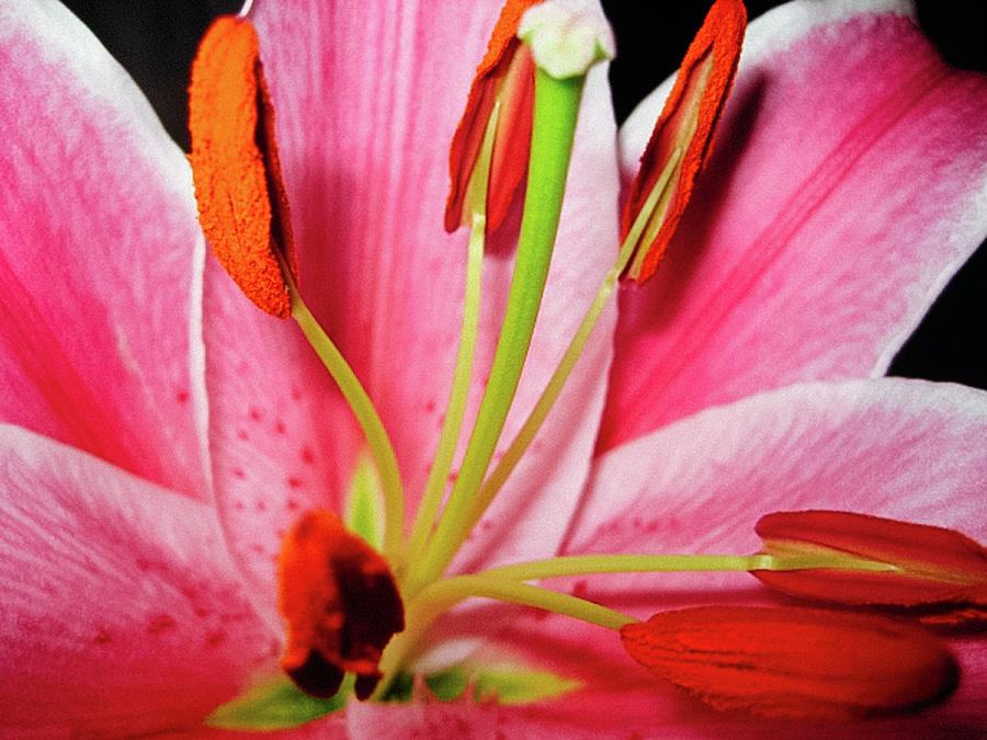 Lily Photograph - Pink wonder by Matias Feucht
