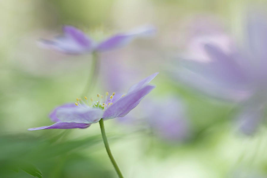 Pink wood anemone an ealy spring wild flower Photograph by Dirk Ercken