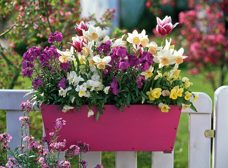 Pink Wooden Box With Erysimum winter Joy gold Lacquer Photograph by Friedrich Strauss