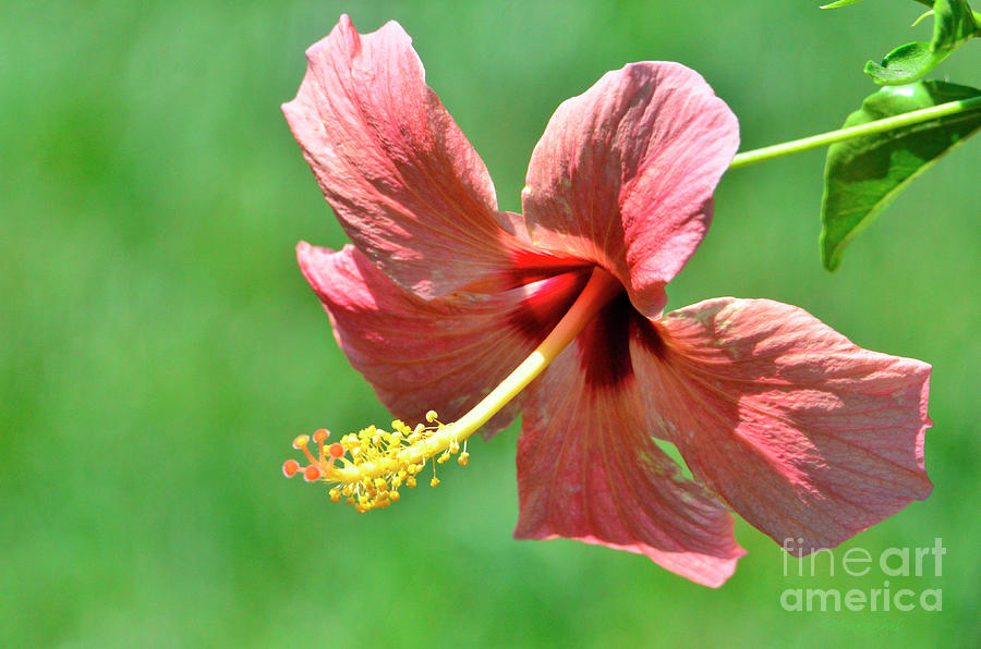 Pink Yellow and Green Photograph by Debby Pueschel