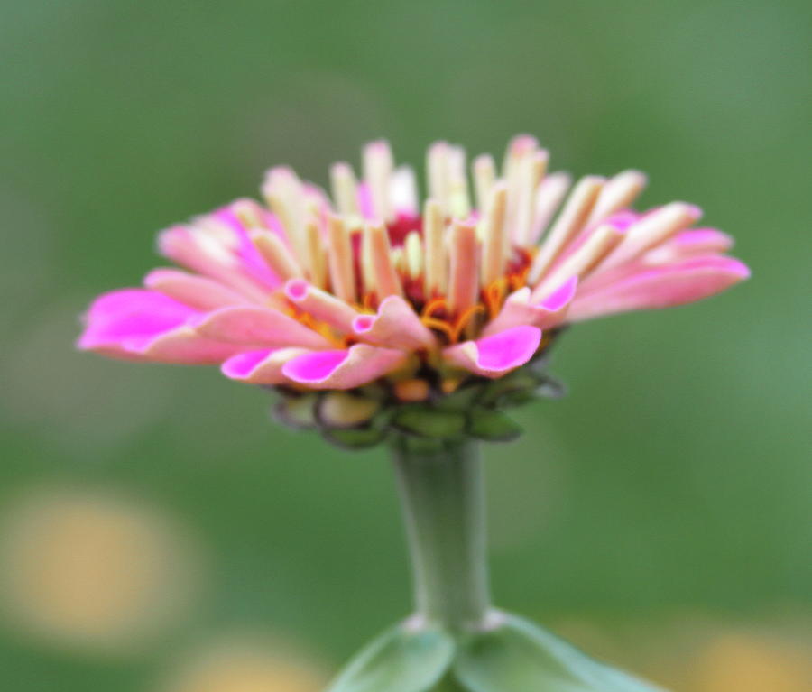 Summer Photograph - Pink Zinnia Blooming by Cathy Lindsey