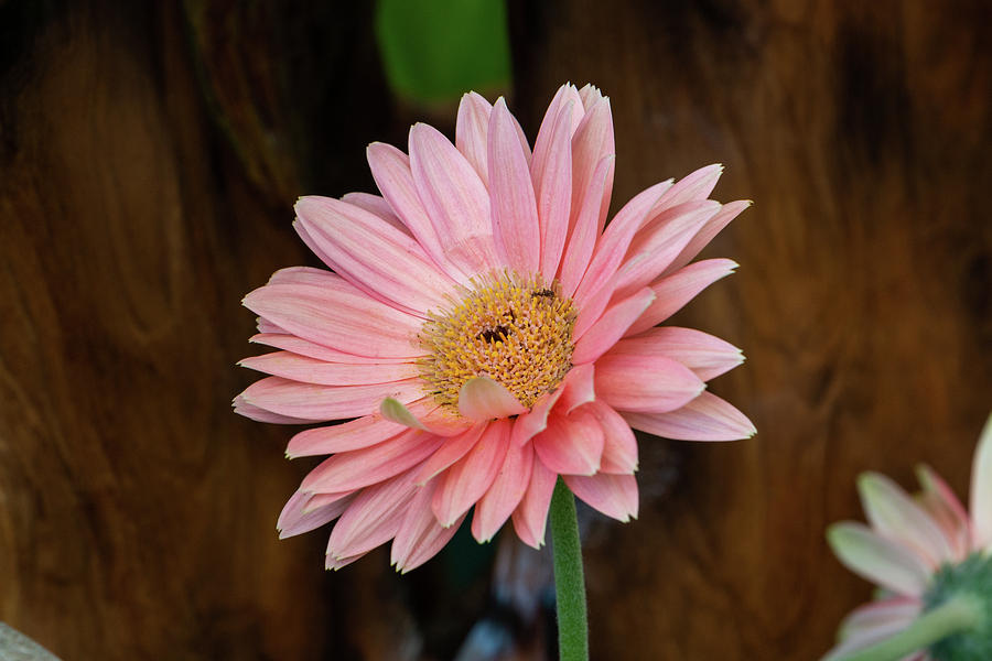 Pink Gerbera Daisy Photograph by Jeff Severson