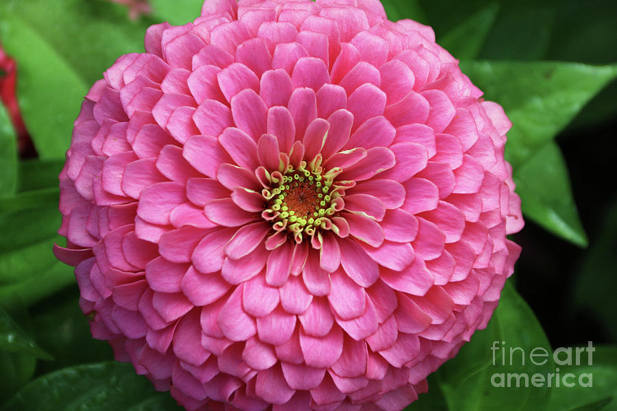 Pink Zinnia Perfection 1266a Photograph by Jack Schultz
