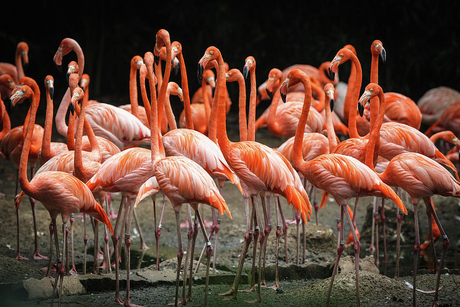 Pinky Flamingos Photograph by Tony Kh Lim