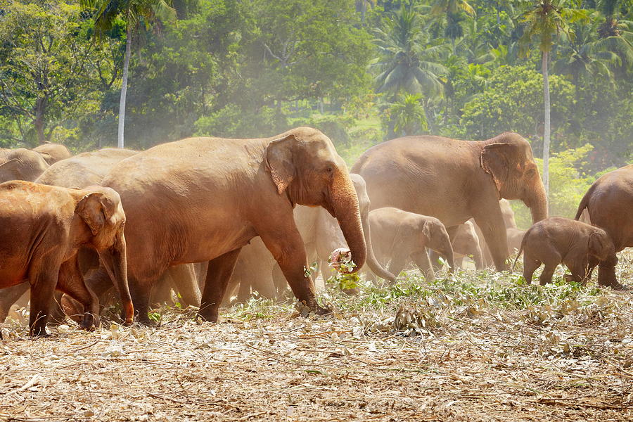 Animal Photograph - Pinnawela Elephant Orphanage For Wild by Jan Wlodarczyk