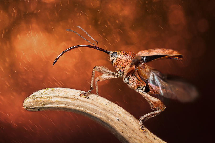 Beetle Photograph - Pinocchio by Leyman