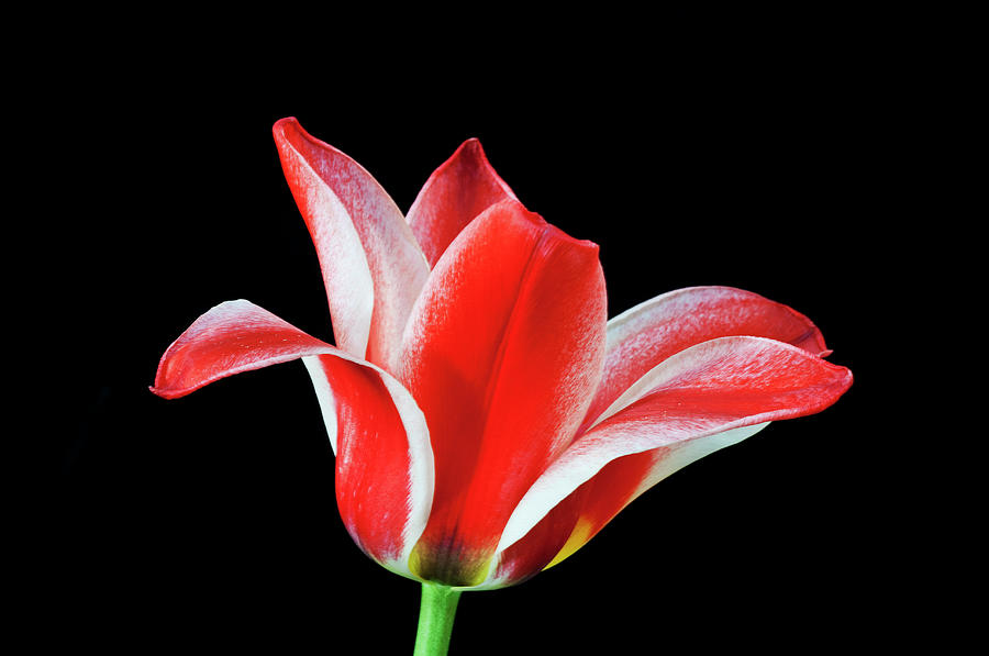 Pinochio Tulip Tulipa Sp., Black Photograph by Mike Hill
