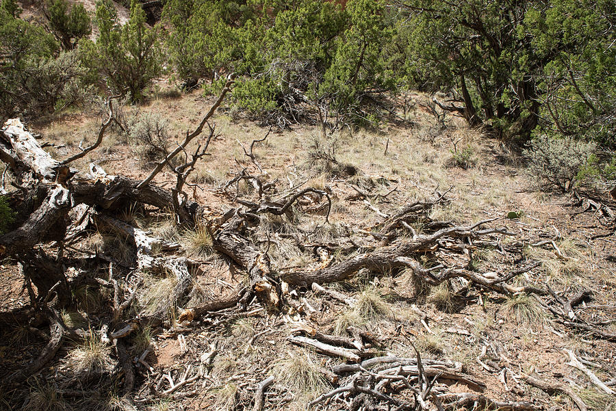 Pinon Kindling on Forest Floor Photograph by Tom Cochran