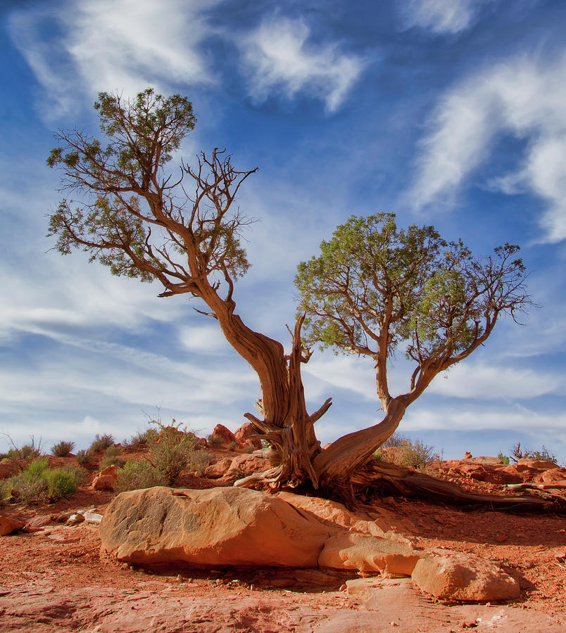 Pinon Pine, Arches National Park Photograph by Jerry Fornarotto