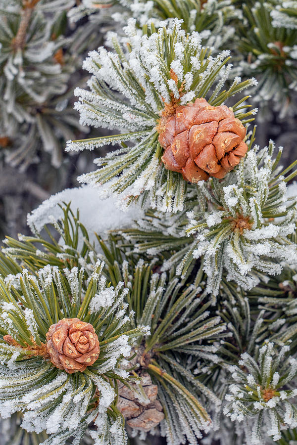 Pinon Pine Cones And Frost Photograph by Jeff Foott