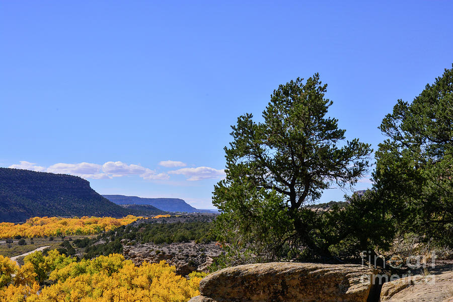 Pinon Pine Overlooking Desert Canyon in Fall Photograph by Brenda ...