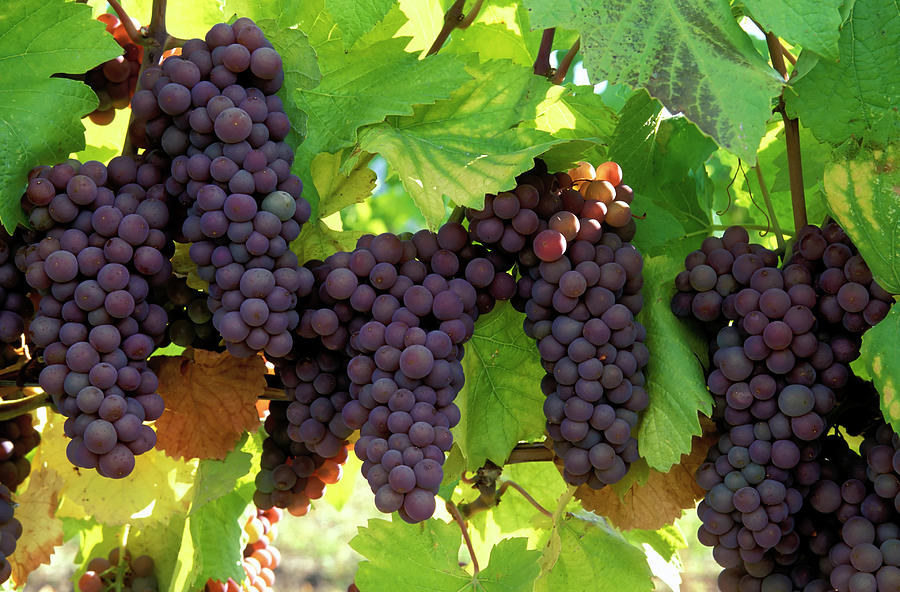Pinot Gris Grapes Organic Photograph by Laughingmango