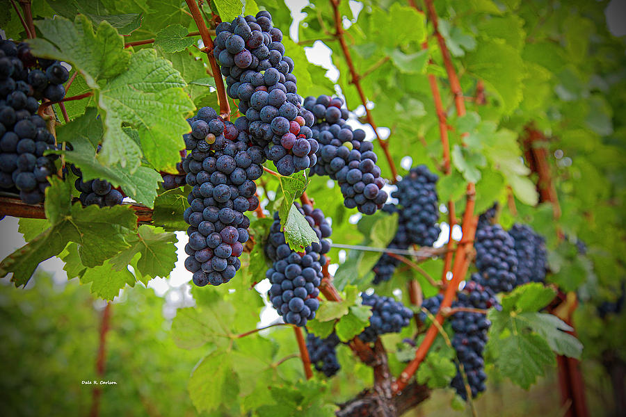 Pinot Noir Photograph by Dale R Carlson