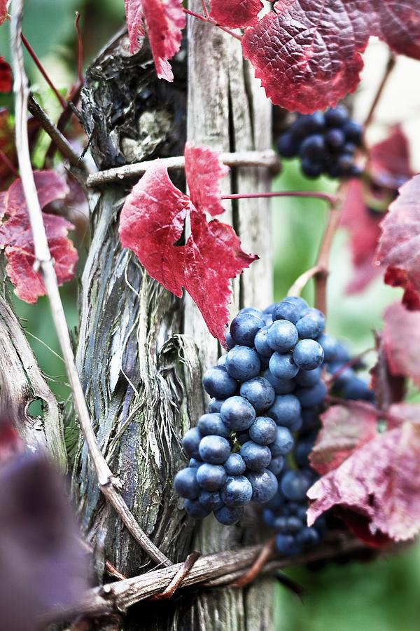 Pinot Noir Grapes On A Vine In The Wine-growing Region On The River Ahr Photograph by Jalag / Markus Bassler