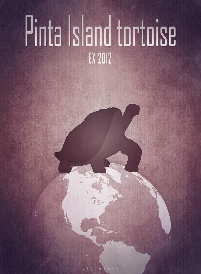 Pinta Island tortoise Digital Art by Moira Risen