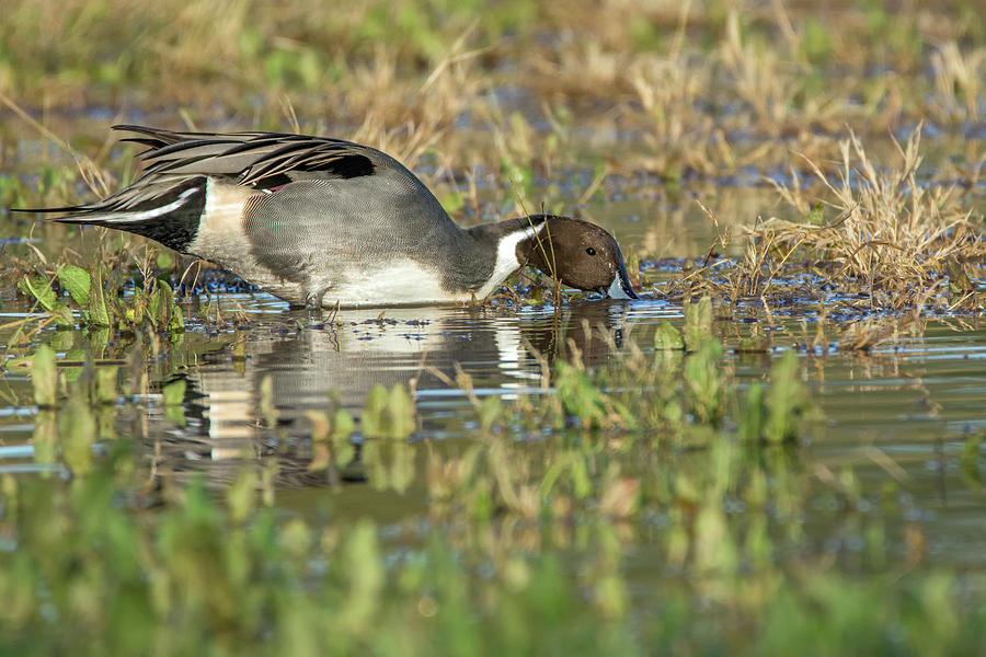 Pintail Duck 5508-121618-1 Photograph by Tam Ryan