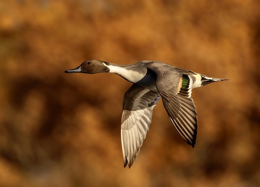 Pintail Duck Photograph by Amy Marques