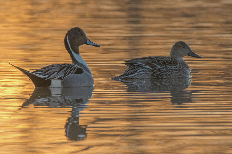 Pintail Ducks at Sunrise 2480-012219 Photograph by Tam Ryan