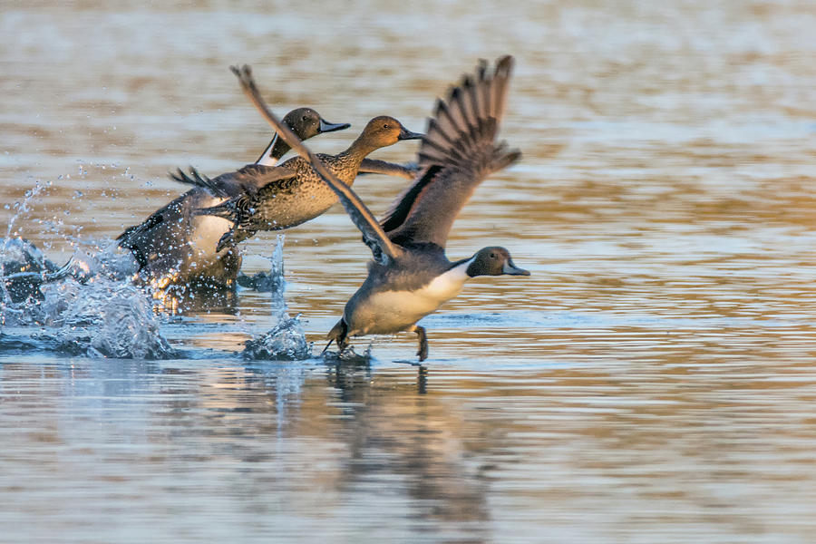 Pintail Ducks Liftoff 8069-122718-1 Photograph by Tam Ryan