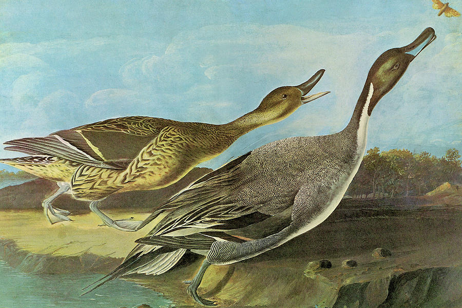 Pintail Painting by John James Audubon