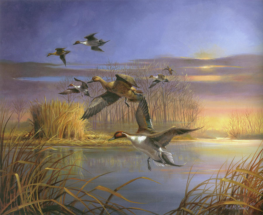 Bird Painting - Pintail Magic by R.j. Mcdonald