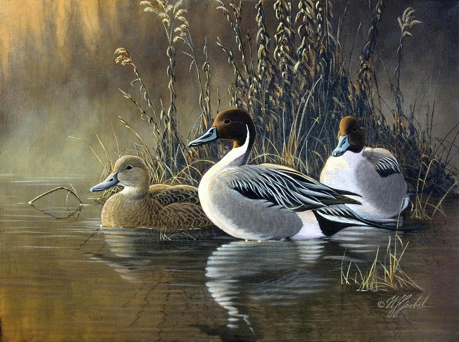 Animal Painting - Pintail Trios by Wilhelm Goebel