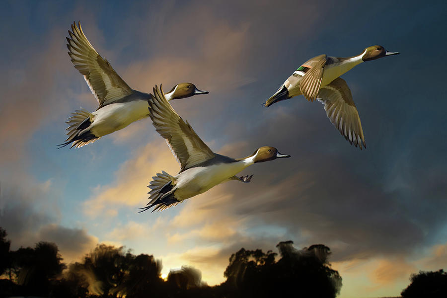 Pintails at Sunset Painting by Mark Miller Pintails at Sunset Painting by Mark Miller