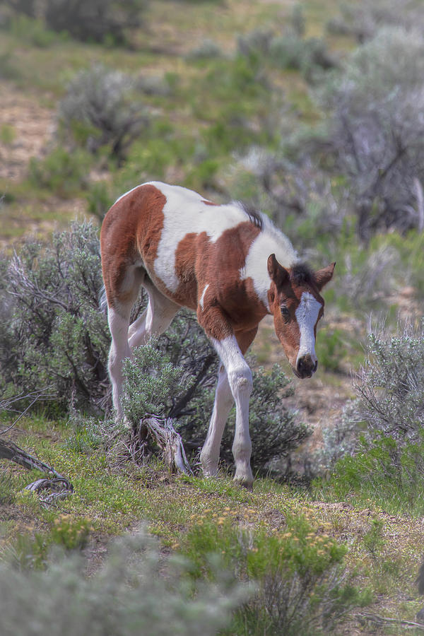 Pinto Foal - South Steens Mustangs 01011 Photograph by Kristina Rinell