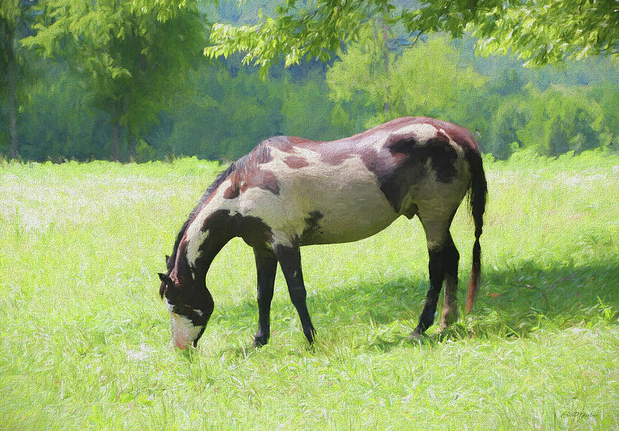Pinto in the Pasture 1372 - Painted by Ericamaxine Price Pinto in the Pasture 1372 - Painted by Ericamaxine Price