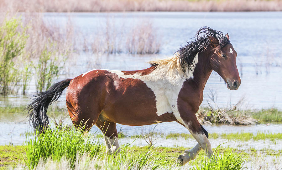 Pinto Stallion Photograph by Marc Crumpler