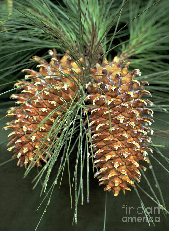 Pinus Coulteri Photograph by Paul Jeffries/science Photo Library