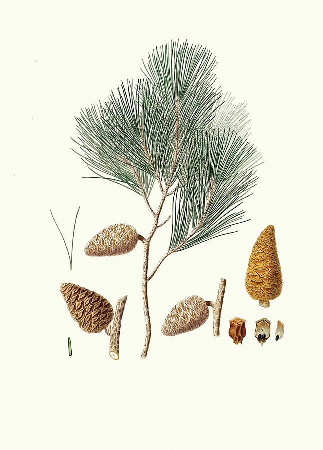 Pinus Maritima = Maritime Pine Painting by Aylmer Bourke Lambert | Fine ...