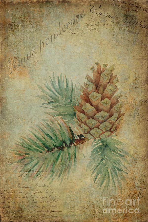 Christmas Painting - Pinus ponderosa by John Edwards