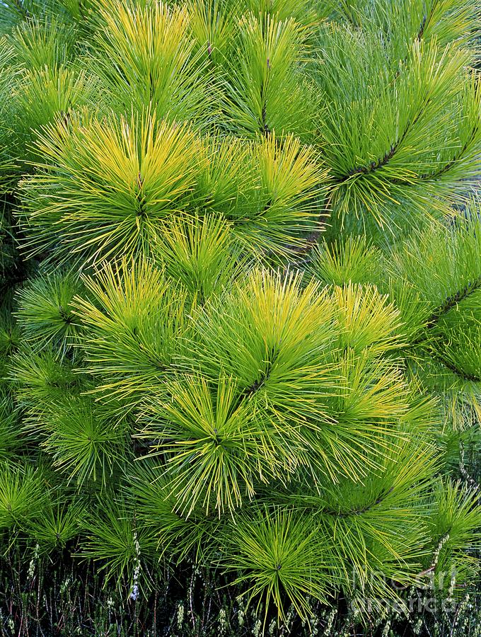 Pinus Radiata aurea Photograph by Geoff Kidd/science Photo Library