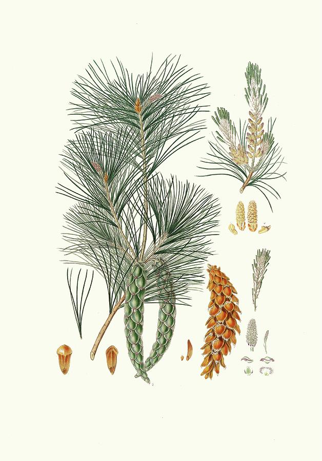 Pinus Strobus = Weymouth Pine Painting By Aylmer Bourke Lambert - Fine 