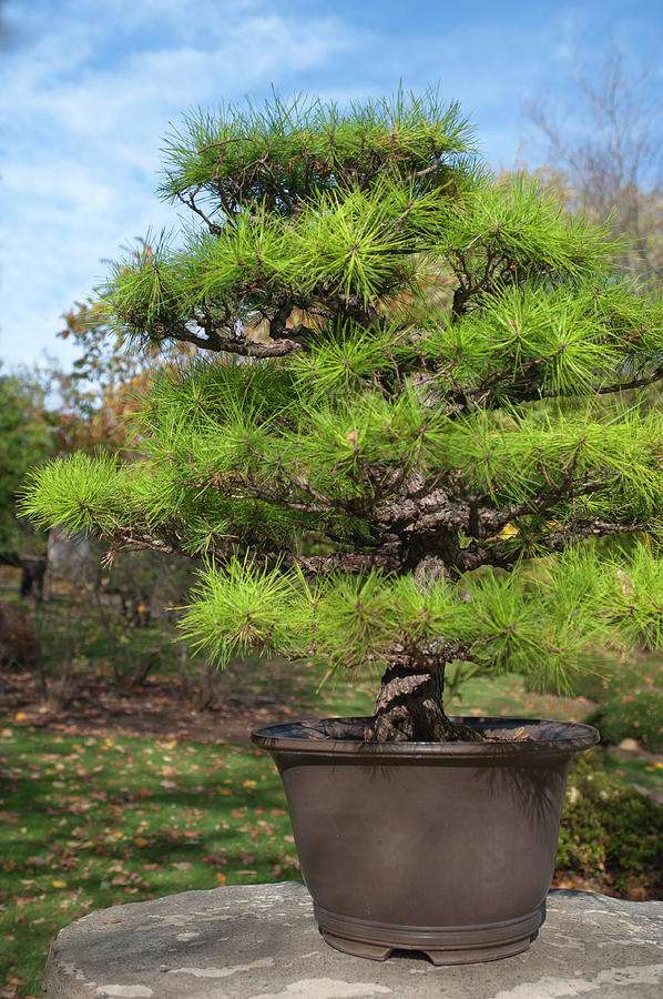 Pinus Thunbergii Bonsai 1 Photograph by Jenny Rainbow